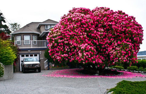 Cây đỗ quyên hơn 125 tuổi ở Canada.