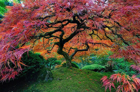 Còn đây là cây phong Nhật Bản khổng lồ được trồng ở thành phố Portland, bang Oregon, Mỹ.