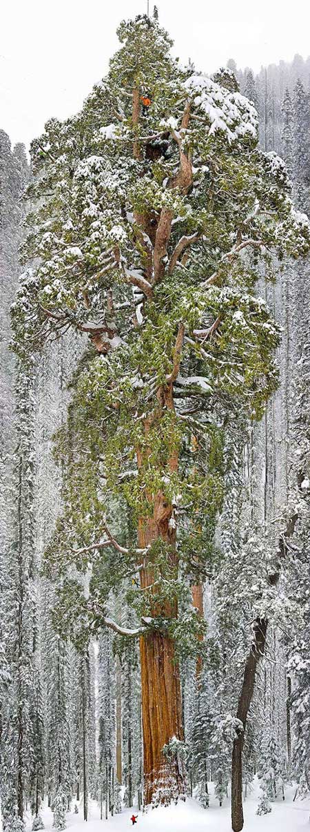 Cây Sequoia với chiều cao 73 mét với đường kính rộng nhất 28 mét, đây là chiếc cây Sequoia lớn thứ 3 trên thế giới.