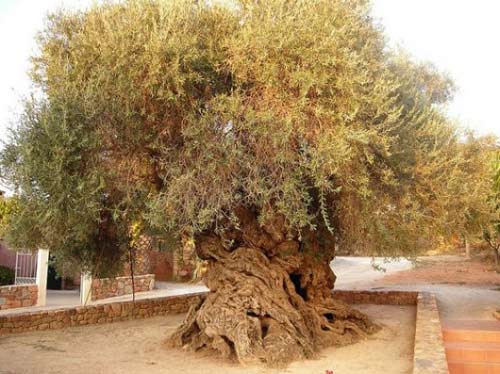 Các nhà khoa học thuộc ĐH Crete cho biết, cây ô liu Vouves (ở làng Ano Vouves, đảo Crete, Hy Lạp) đã có tuổi thọ từ 3.500 tới 4.000 năm tuổi và nó vẫn đâm hoa kết trái hàng năm.