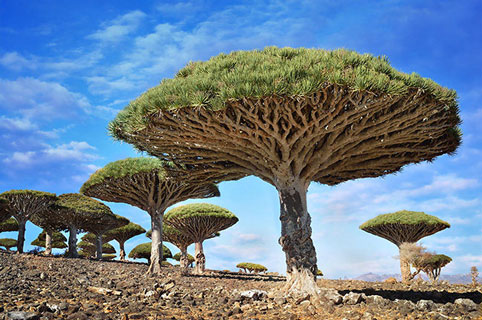 Cây máu rồng được cho là điểm nhấn ở đảo Socotra của Yemen. Sở dĩ cây máu rồng có tên gọi như vậy là vì nó có hình giống chiếc ô, nhựa cây có màu đỏ, được người dân địa phương so sánh như máu rồng.