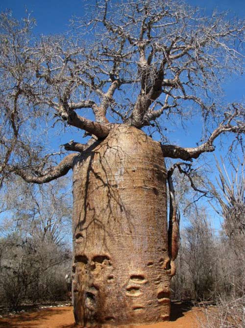 Cây baobab ấm trà ở châu Phi có tuổi thọ 1.200 năm tuổi.