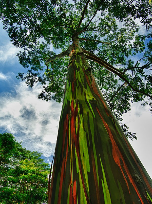 Cây cầu vồng với tên khoa học là Eucalyptus, chúng nổi tiếng với thân cây như được quét nhiều lớp sơn và mọc nhiều ở đảo Hawaii.