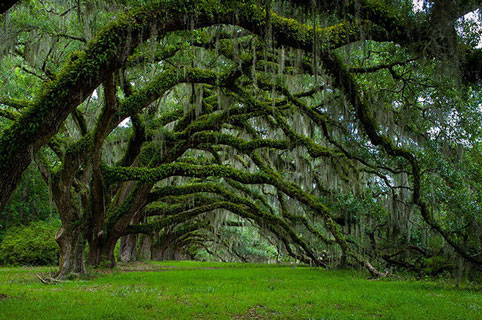 Cây cổ thụ này được trồng từ những năm 1790 ở Nam Carolina, tên thường gọi của cây là 'avenue of oak'.