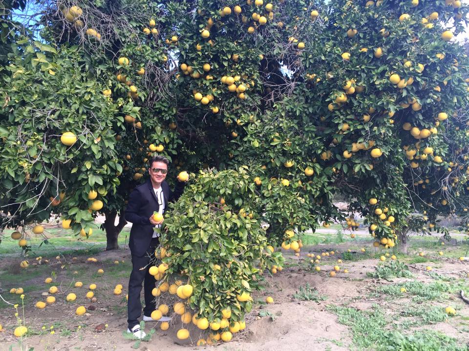Đàm Vĩnh Hưng hào hứng với vườn cam ở Mỹ.