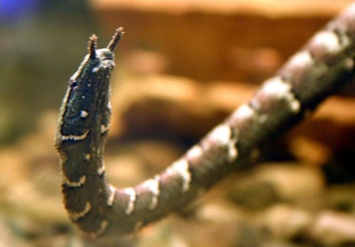 Rắn xúc tu còn có tên gọi là rắn nước thường xuất hiện tại Đông Nam Á. Với thân hình có đến 2 xúc tu trên mõm và chỉ dài khoảng 90cm.