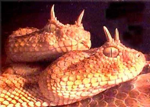 Rắn mọc sừng (tên khác là horned viper) đã trở thành một trong những loài rắn lạ nhất thế giới.