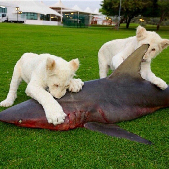 Thức ăn của thú cưng là cá mập.