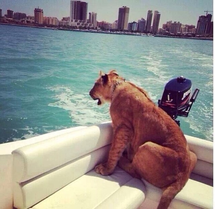 Sư tử ngắm cảnh biển cùng chủ nhân.