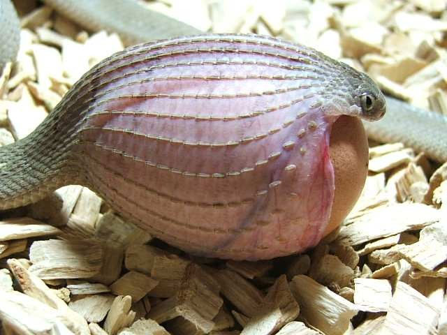 Loài rắn nổi tiếng với sự hung mãnh và khả năng tấn công nhanh. Tuy nhiên, rắn ăn trứng châu Phi lại chậm chạp và khiêm tốn trong quá trình tiếp cận con mồi.