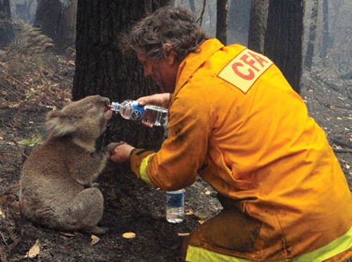 Một người lính cứu hỏa cho một chú gấu kaola uống nước sau khi cả khu rừng rộng lớn bị lửa thiêu rụi trong trận “bão lửa” Thứ Bảy Đen Tối (Black Saturday) tại bang Victoria, Australia vào 2/2009.