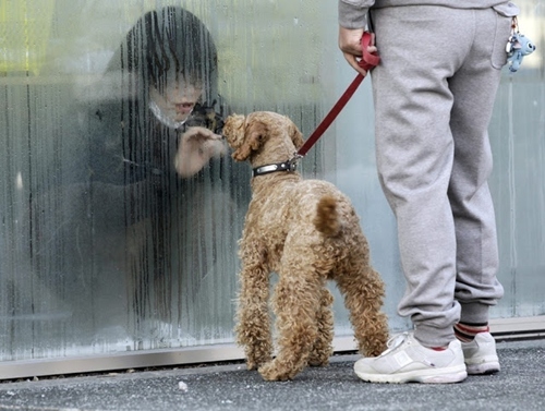 Một cô gái bị cách ly trong phòng kính vì nghi ngờ nhiễm phóng xạ sau thảm họa động đất – sóng thần năm 2011 đang cố gắng nói chuyện với chú cún của cô.