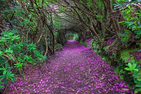 “Con đường đỗ quyên” trong công viên Reenagross, thị trấn Kenmare, Ireland.