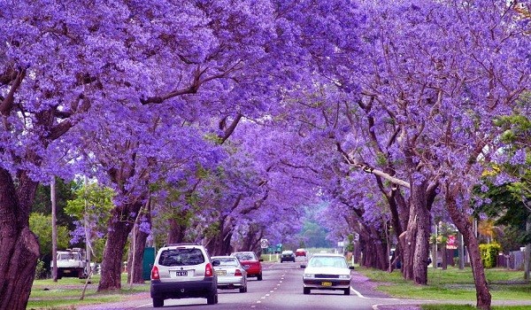 Nếu có dịp đến thị trấn Cullinan (Nam Phi) vào tháng 10, chắc chắn bạn sẽ mê mẩn trước những đường hoa phượng tím biếc đua nhau khoe sắc.