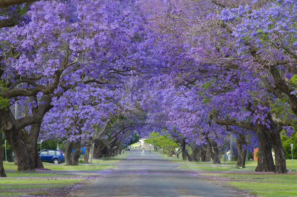 Grafton (Úc) là thành phố hoa phượng tím (Jacaranda) vì đâu đâu cũng thấy những con đường rợp hoa này.
