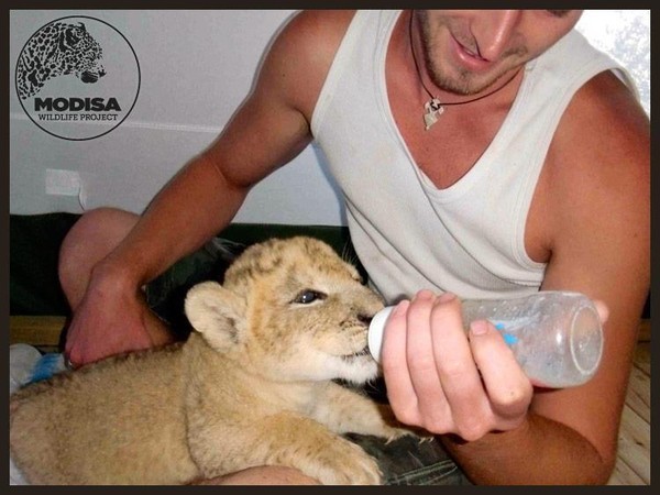 Anh quyết định chăm sóc con vật, đặt tên là Sirga.