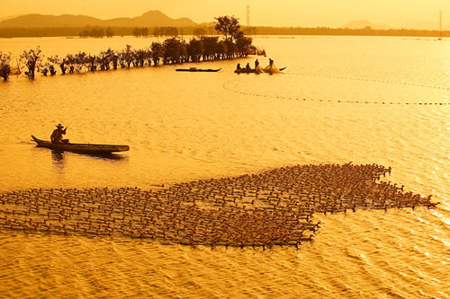 Sóng nước Miền Tây.