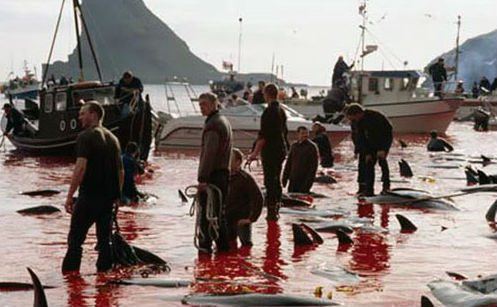 Người dân thích thú khi tham gia lễ hội thảm sát cá heo.