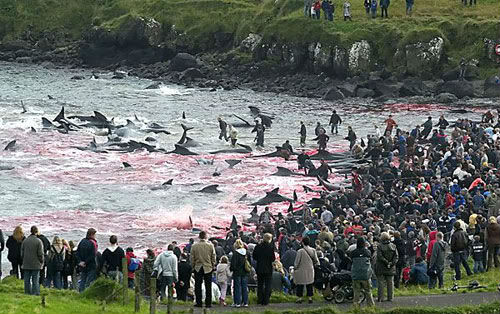Lễ hội thảm sát cá heo thu hút nhiều người dân đảo Faroe tham gia.