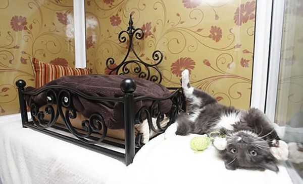Chú mèo thích thú với chiếc giường đẹp.