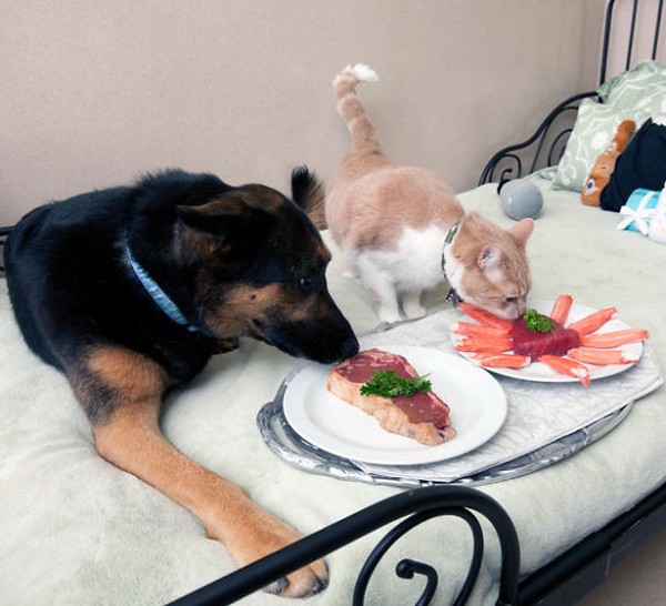 Chú mèo được thưởng thức những món rất ngon.