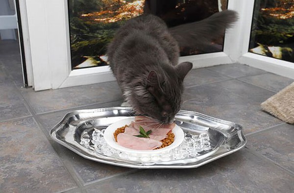 Chiếc đĩa sang trọng của mèo.