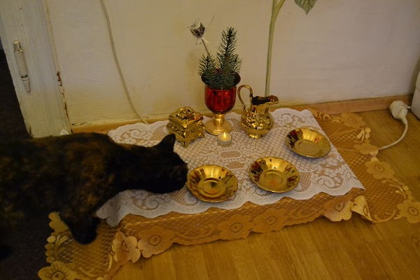Bộ đồ ăn 'hoàng gia' của mèo.