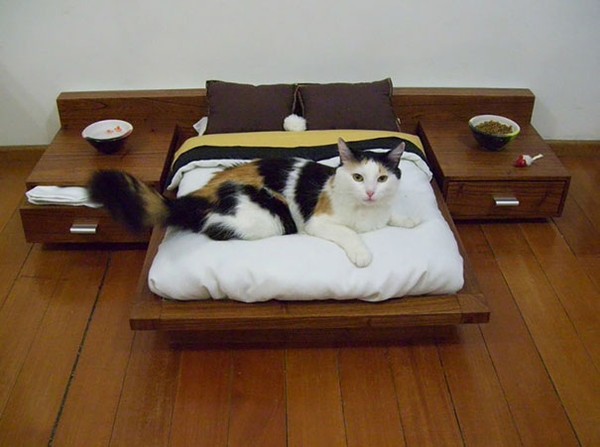 Phòng ngủ đặc biệt của cô mèo.