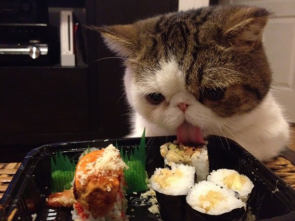 Sushi cũng có thể trở thành món ăn khoái khẩu của mèo.