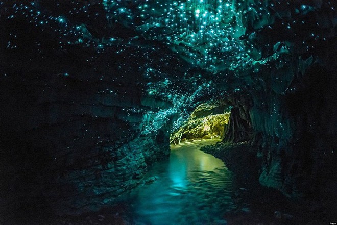 Hang đóm đóm Waitomo, North Island, New Zealand: Đây là một điểm đến nổi tiếng thu hút nhiều khách du lịch bởi số lượng lớn đom đóm phát ra ánh sáng xanh huyền ảo sinh sống trong hang động này.