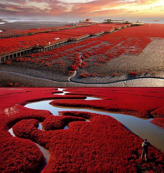 Bãi biển đỏ, Panjin, Trung Quốc: Khu vực rộng lớn này được bao phủ bởi một loài cỏ dại đỏ, chúng chỉ phát triển trong vùng đất ngập nước có tính mặn và kiềm.