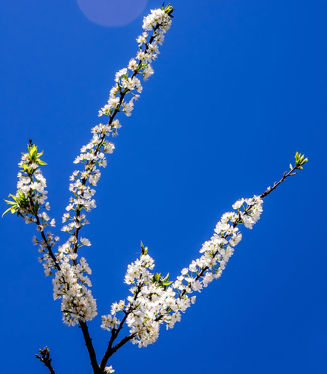 Phải tới Mộc Châu vào những ngày nắng mới cảm nhận hết được vẻ đẹp của những tán mận phủ đầy hoa sáng bừng dưới bầu trời xanh.