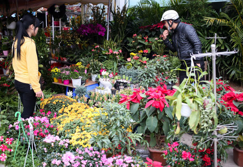 Trên nhiều con đường của Hà Nội, các điểm bán hoa và cây cảnh trưng dịp Tết đã bắt đầu đông khách.