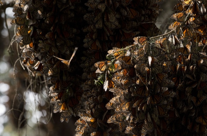 Hàng nghìn con bướm chúa đậu trên cành cây trong khu bảo tồn thiên nhiên Piedra Herrada, gần Valle de Bravo, Mexico.