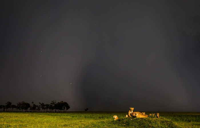 Đàn sư tử nằm trên thảo nguyên dưới bầu trời đầy mây đen trong vườn quốc gia Masai Mara, Kenya.