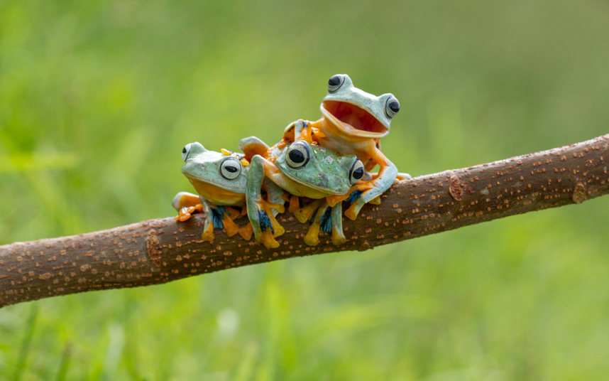 Khoảnh khắc ngộ nghĩnh của 3 con ếch bay được nhiếp ảnh gia Hendy MP ghi lại tại Sambas, Indonesia.