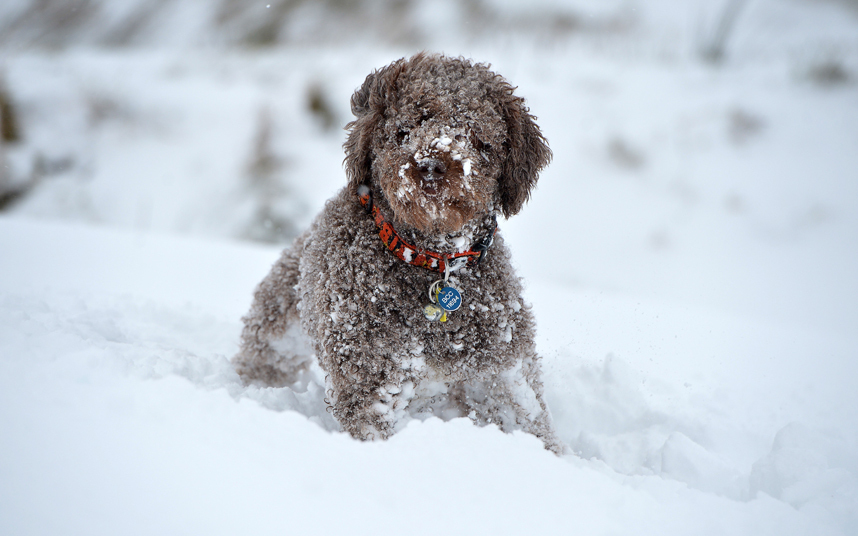 Chú chó nước Tây Ban Nha đuổi theo bóng trên tuyết tại Belfast, Bắc Ireland.