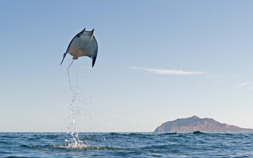 Cá đuối bay cao cách mặt nước khoảng 3m trong vườn quốc gia Cabo Pulmo, Mexico.
