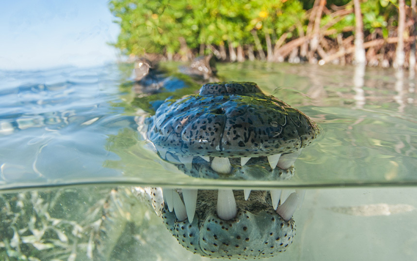 Cận cảnh hàm răng của một con cá sấu ở Jardines de la Reina, Cuba.