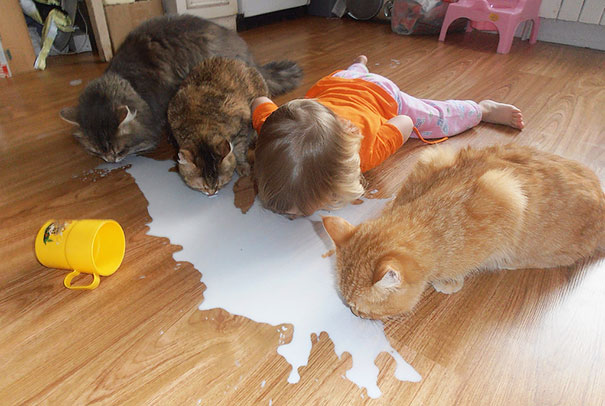 Bé uống sữa cùng mèo con.