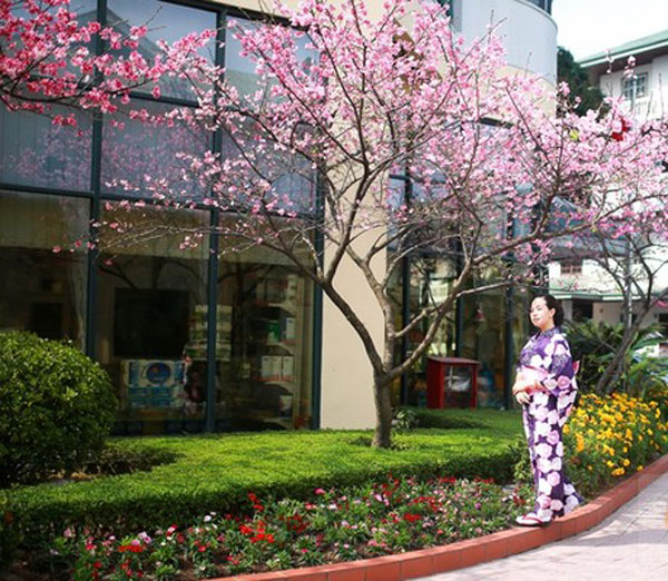 Có người còn mặc cả kimono để chụp ảnh bên hoa anh đào.
