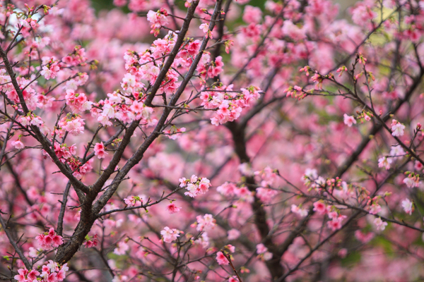 Tại Nhật Bản, hoa anh đào được nhìn thấy phổ biến trên các con đường, bờ sông, đô thị. Một mùa hoa anh đào kéo dài từ tháng 3 đến tháng 4 hàng năm. Còn những cây hoa anh đào ở Hà Nội thì lại nở vào khoảng tháng 1 đến tháng 2.