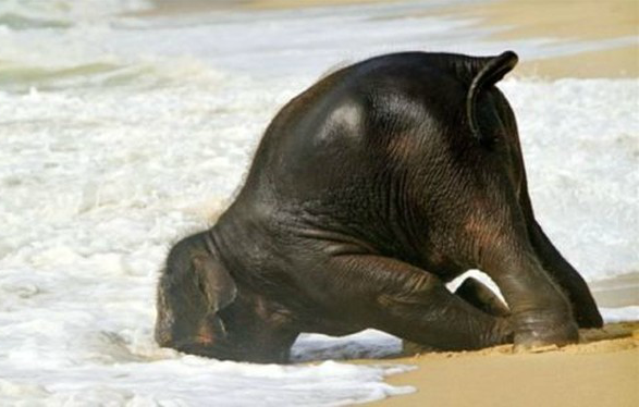 Loài voi khi vào trạng thái say cũng khó kiềm chế được hành động.