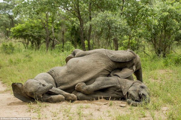 Loài cây Marula khiến voi say xỉn rồi nhảy tưng tưng.