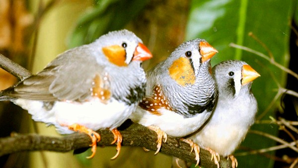 Nhiều loài chim cũng có biểu hiện hót lè nhè sau khi uống rượu.