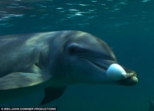 Khi phê với lượng chất độc của cá nóc, cá hoe bay vòng vòng, chơi cùng chiếc bóng của mình dưới nước như một người bạn.