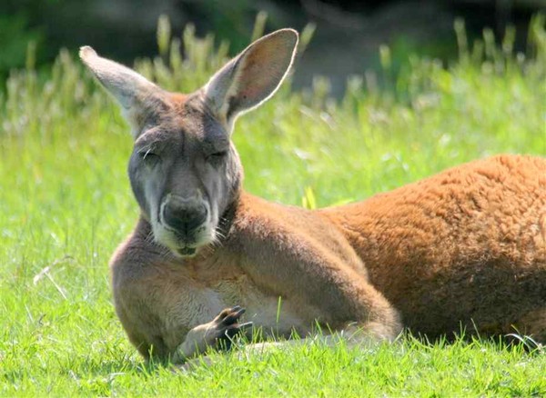 Kangaroo sau khi ăn quả anh túc sẽ có biểu hiện phê thuốc.