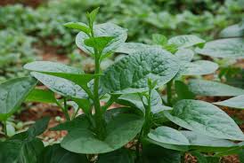 Các loại rau lá xanh: Chúng kích thích và sử dụng chất diệp lục để loại ra các độc tố và chất độc hại có trong gan.