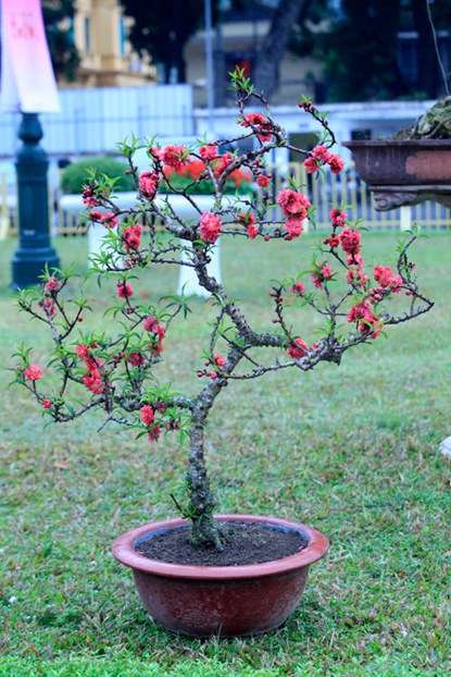 Năm nay trong rất nhiều cây cảnh đang được trưng bày tại trung tâm Hoàng thành Thăng Long (Hà Nội), đào thất thốn (hay còn gọi là đào 'tiến vua') nổi bật với màu hoa đỏ đậm có dáng vẻ cổ kính. Từ gốc đến cành đào đều sùi phồng, nổi những u, mấu xù xì.