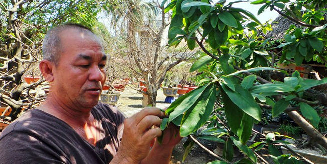 Nghệ nhân Giang Kiếm Hòa với chăm sóc cho cây mai cổ thụ.